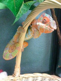 a colorful chamelon sitting on top of a basket next to a green plant