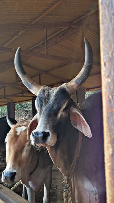 two cows with large horns standing under a shelter