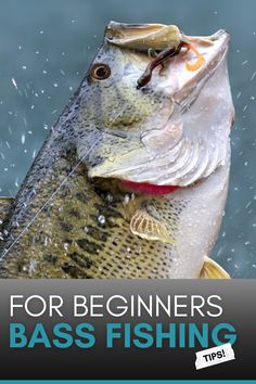 a bass fish with the words for beginners bass fishing tips on it's side