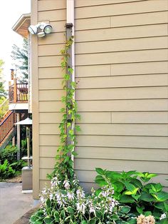 a house with plants growing up the side of it