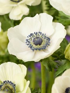 white and blue flowers with green stems