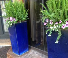 two large blue vases with plants in them