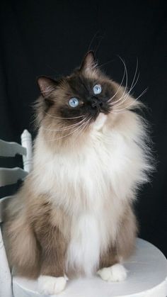 a fluffy cat sitting on top of a white chair with blue eyes and whiskers