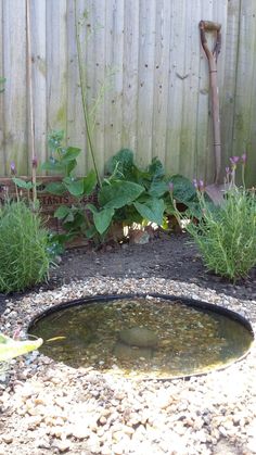 a small pond in the middle of a graveled area next to a wooden fence