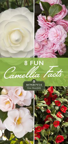 pink and white flowers with the words 8 fun camellia roses on them in four different photos