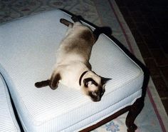 a siamese cat laying on top of a white chair