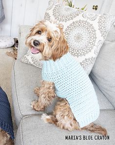 a dog wearing a sweater sitting on a couch