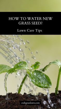 How to Water New Grass Seed? Grass Seed Types, Tall Fescue, Planting Grass, Types Of Grass, Soil Ph, Green Lawn, Gardening Fork, Green Thumb