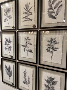 framed botanical prints in black and white on the wall