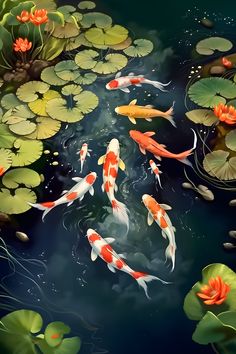 several koi fish swimming in a pond with lily pads