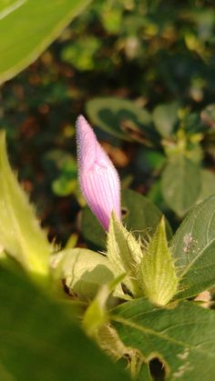 a small pink flower sitting on top of green leaves