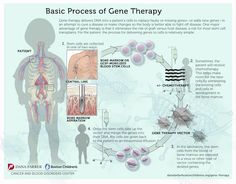 the basic process of gene therapy is shown in this diagram, and shows how it works