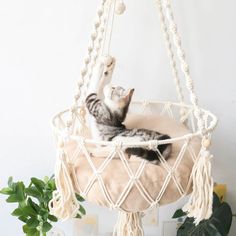 a cat is laying in a hammock hanging from the ceiling and playing with it's paw