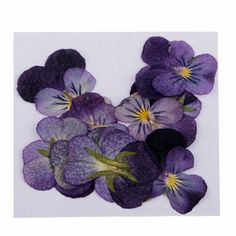 purple pansies with yellow centers on a white background