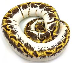 a yellow and brown snake is curled up