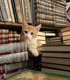 an orange and white cat sitting on top of a book shelf next to many books