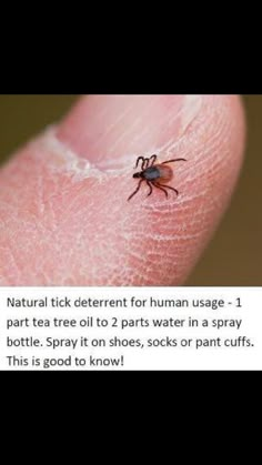 a spider on the tip of a human's thumb with caption about it