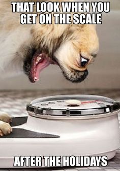 a dog eating out of a food dish with the caption saying that look when you get on the scale after eating thanksgiving dinner