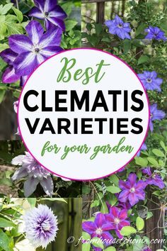 the best clematis varieties for your garden