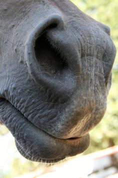 an elephant's nose is shown in close up