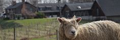 a sheep standing next to a fence in front of a row of houses on a hill