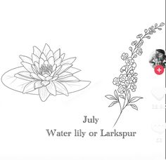 a black and white photo with the words july, water lily or larkspur