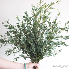 Gunni Eucalyptus, Flower Moxie, June Flower, Wedding Arbors, Fresh Wedding Flowers, Italian Ruscus, Dollar Eucalyptus, Silver Dollar Eucalyptus