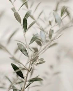 an olive branch with green leaves on it