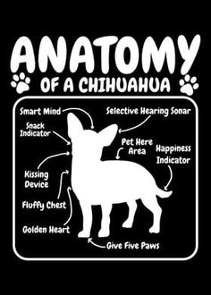 the anatomy of a chihuahua on a black background