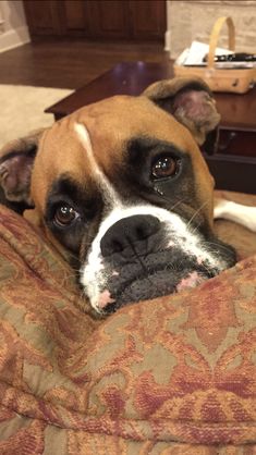 a brown and white dog laying on top of a bed