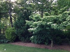 some bushes and trees in the middle of a yard