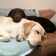 two dogs laying on top of a couch next to each other with their eyes closed