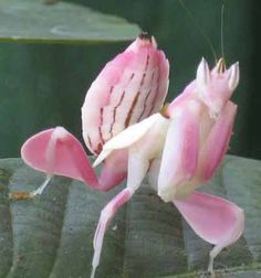 a close up of a flower on a leaf