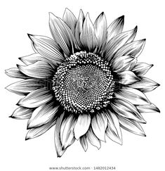 a black and white drawing of a large sunflower with leaves on it's petals