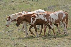 two brown and white horses walking across a grass covered field