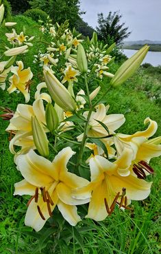 yellow flowers are blooming in the grass