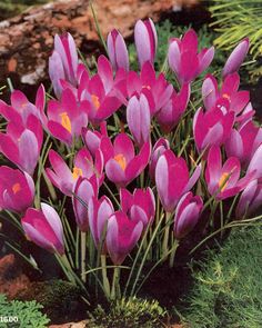 a bunch of pink flowers that are in the grass