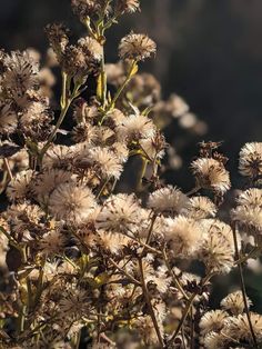 some very pretty white flowers in the sun