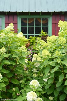 green leaves and white flowers in front of a red building with a green window sill