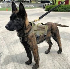 a brown and black dog wearing a harness