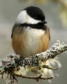 a bird sitting on top of a tree branch next to snow covered branches with the caption besuuchen