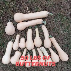 17 butternut squashes raised in a GAMCOD garden sitting on grass Making Charcoal, Raking Leaves, Chicken Manure, Soil Texture, Fast Good, Berry Bushes, Food Scraps, Soil Improvement, Ornamental Plants