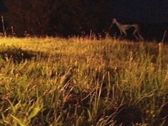 a dog is walking through the grass at night