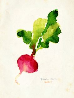 Watercolor radish by Yuminette Radish Art, Watercolor Veggies, Eclectic Inspiration, Vegetable Painting, Watercolor Art Paintings, Watercolor Fruit, Watercolor Projects, Watercolor Brush