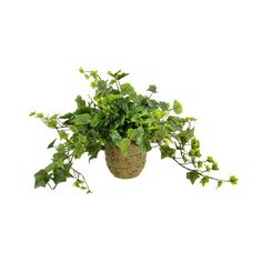 a potted plant with green leaves hanging from it's side on a white background