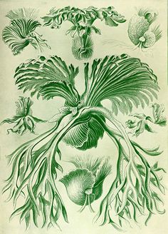 an old book with flowers and leaves on it's cover, in green ink