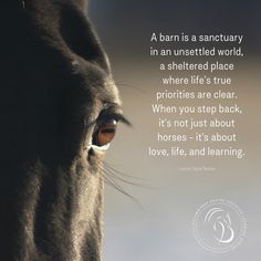 a close up of a horse's face with a quote about love and learning