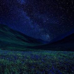 the night sky is filled with stars and bright green grass, as well as blue flowers