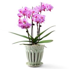 purple orchids are in a white vase with green leaves on the bottom and pink flowers growing out of it