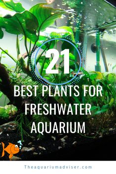 an aquarium with plants in it and the words 21 best plants for fresh water aquarium